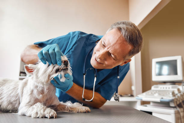 Best Broken Tooth Emergency  in St Charles, MO
